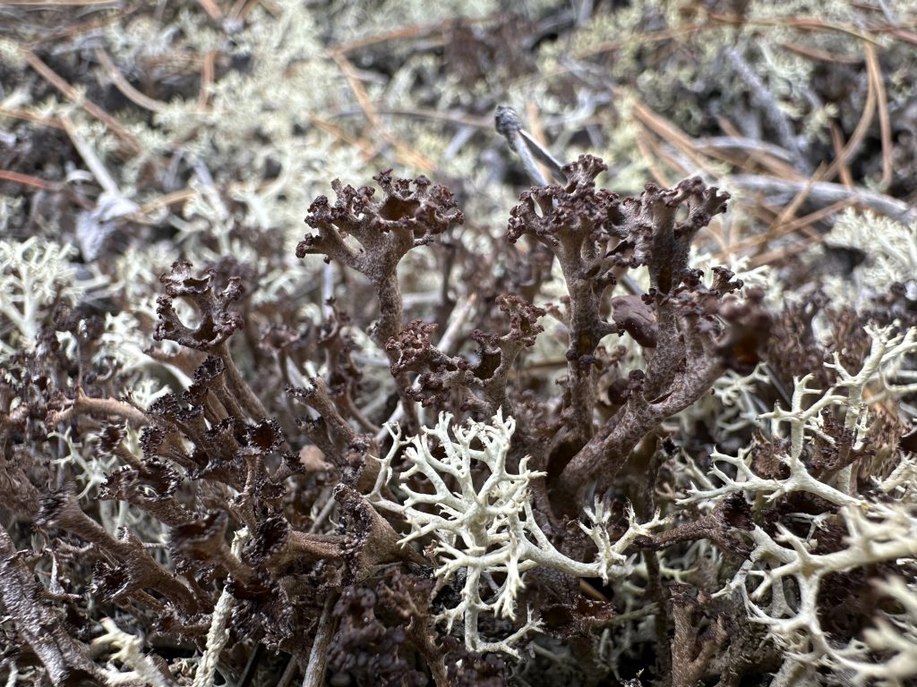 Cladonia crispata var. crispata