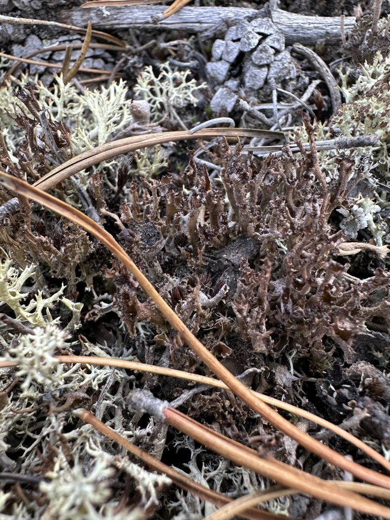 Cladonia crispata var. crispata