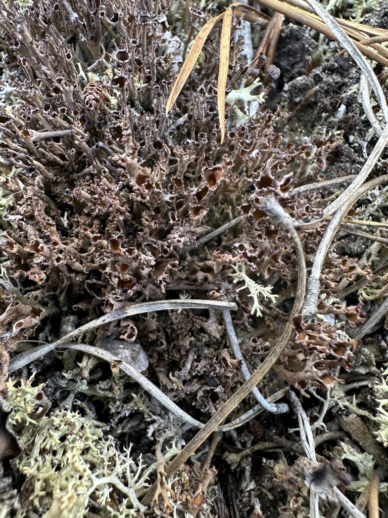 Cladonia crispata var. crispata