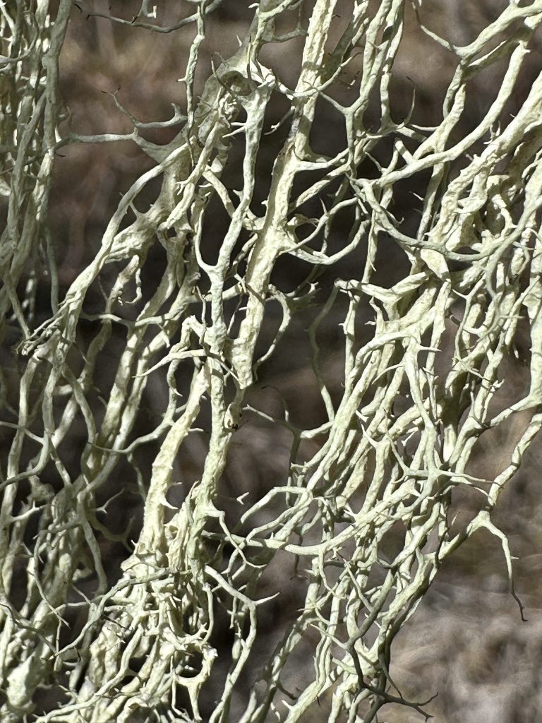 Evernia divaricata