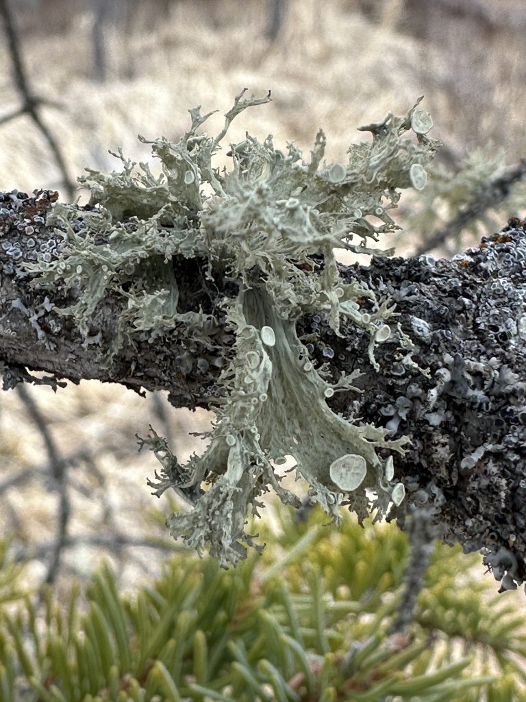 Ramalina sinensis