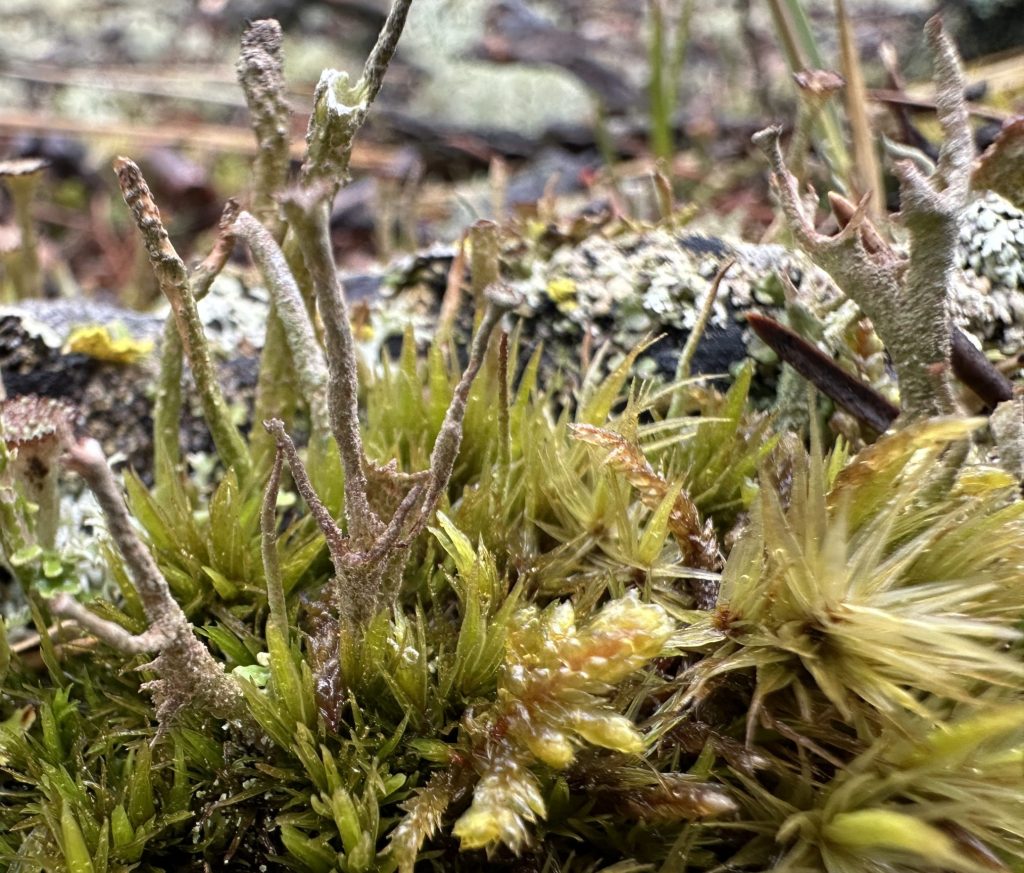 Cladonia cenotea