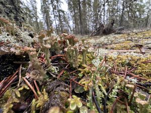 Cladonia gracilis subsp. turbinata