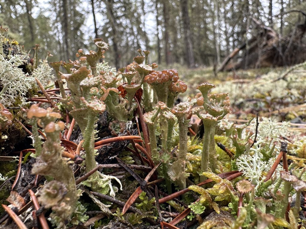 Cladonia gracilis subsp. turbinata