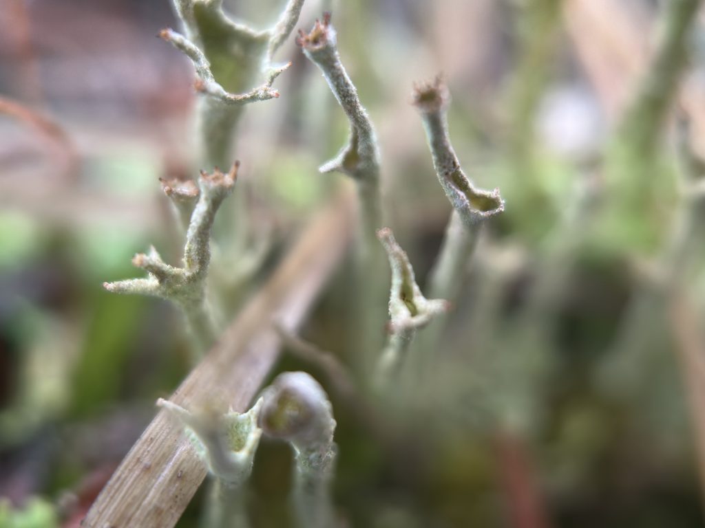 Cladonia cenotea tips