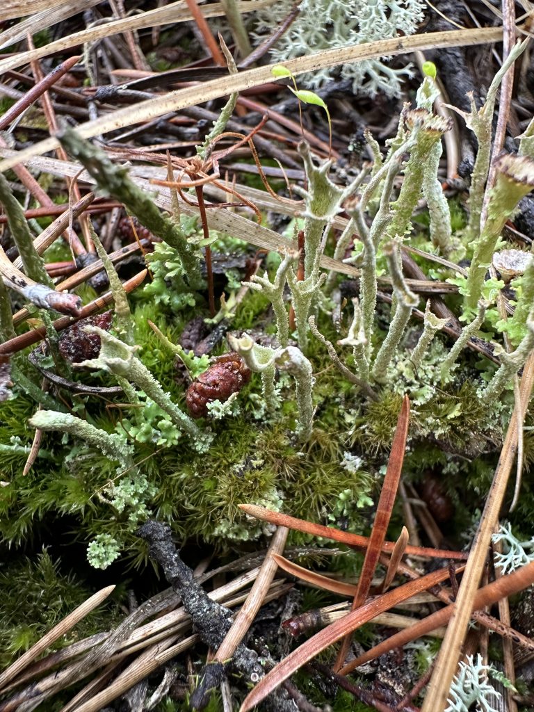 Cladonia cenotea