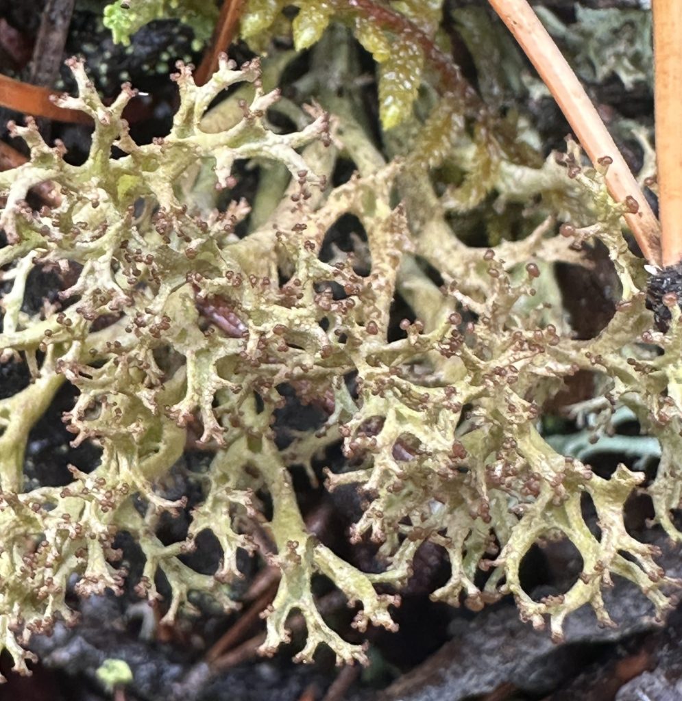 Cladonia multiformis