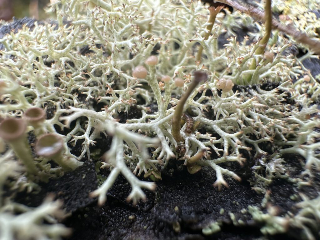 Cladonia botrytes mixed with Cladonia arbuscula subsp. mitis