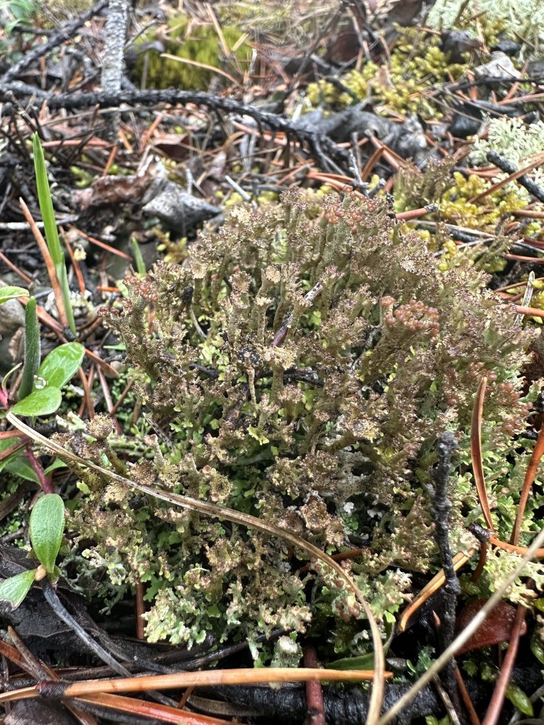 Cladonia gracilis subsp. turbinata