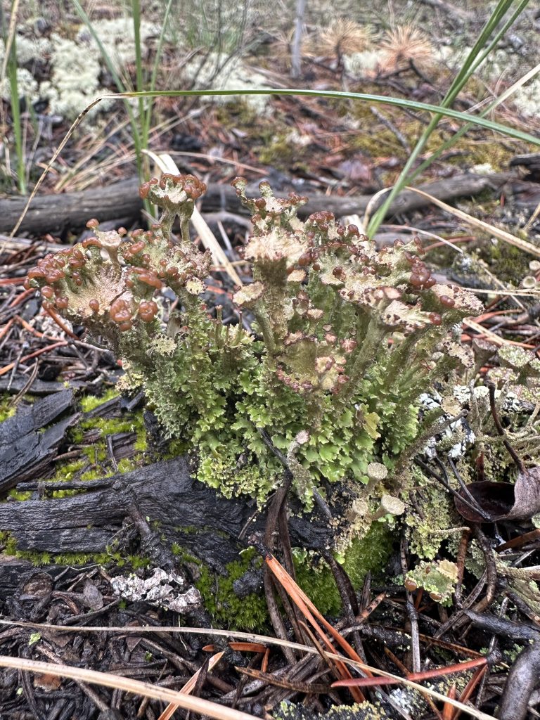 Cladonia gracilis subsp. turbinata
