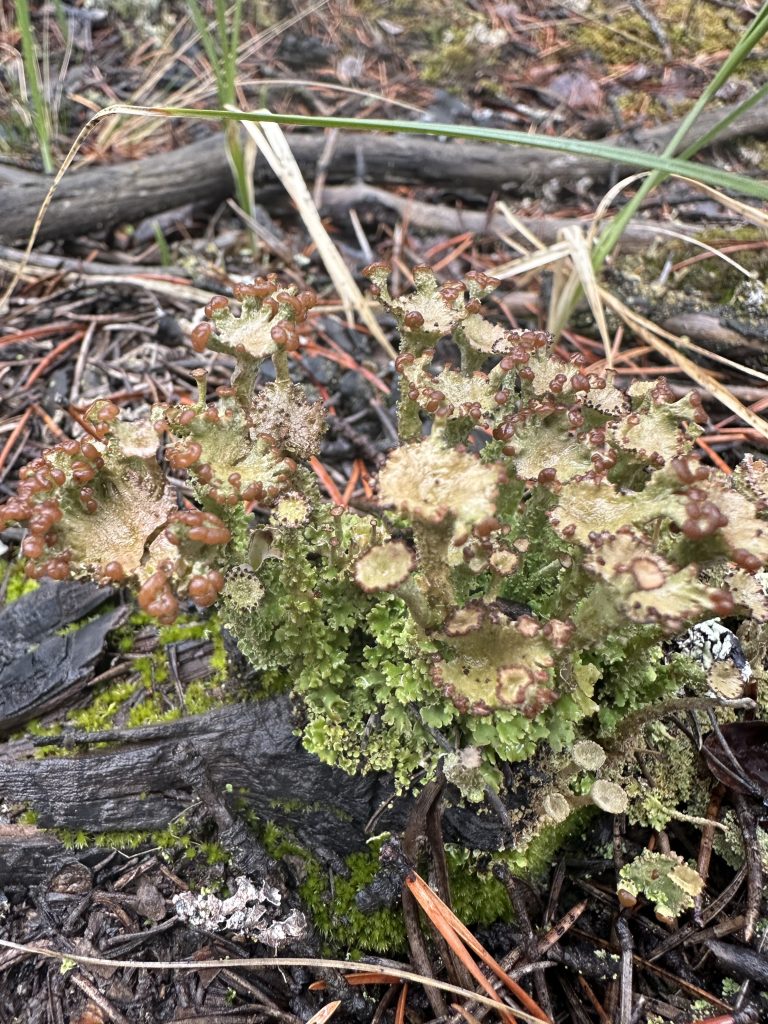 Cladonia gracilis subsp. turbinata
