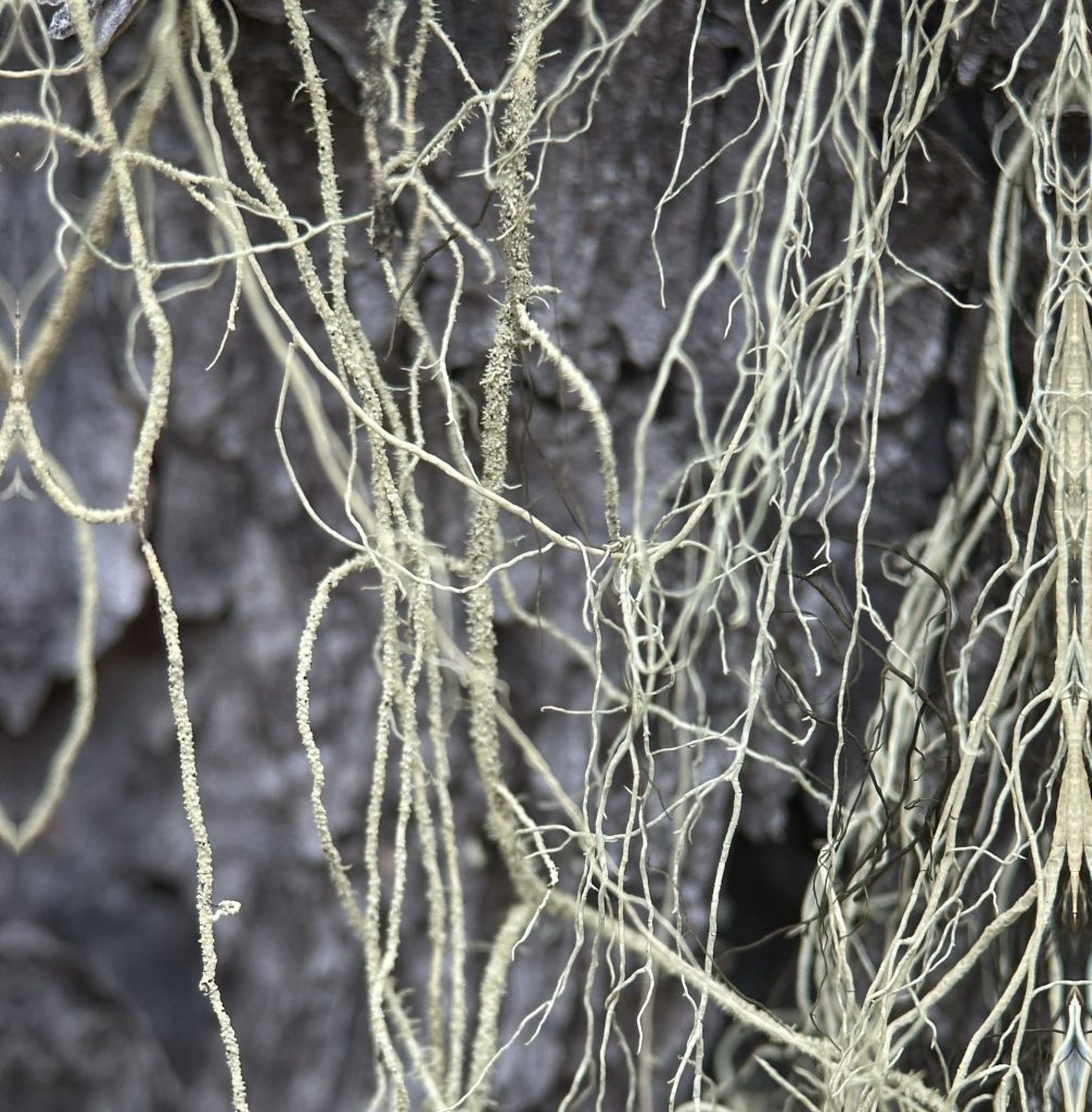 Usnea scabrata