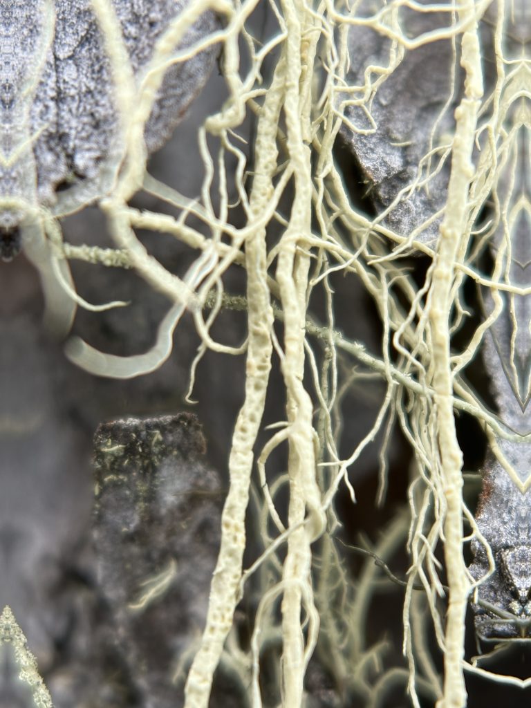 Usnea cavernosa