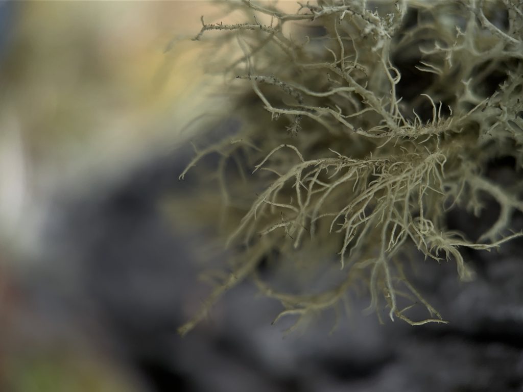 Usnea hirta