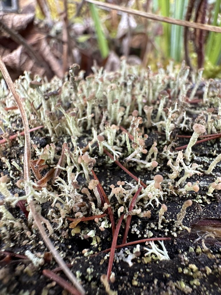 Cladonia botrytes mixed with Cladonia arbuscula subsp. mitis
