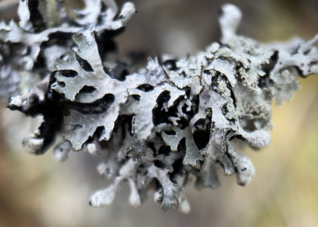 Parmelia sulcata & Hypogymnia physodes