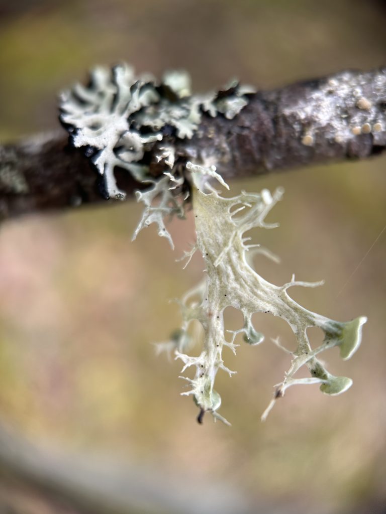 Ramalina sinensis