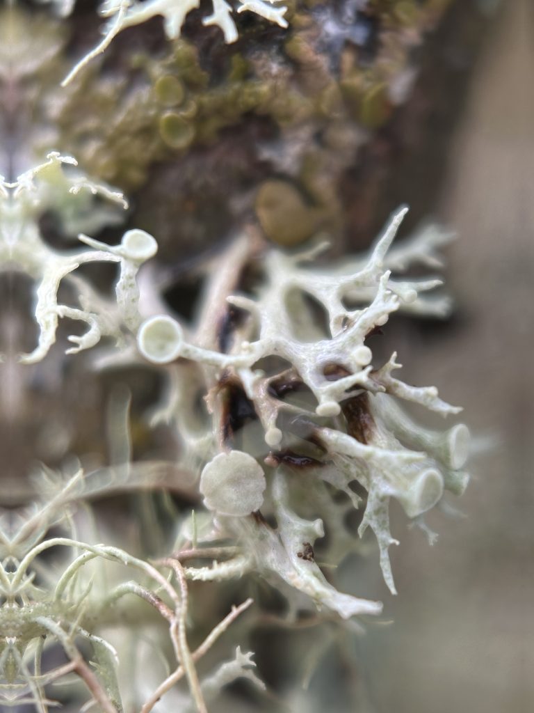 Ramalina dilacerata
