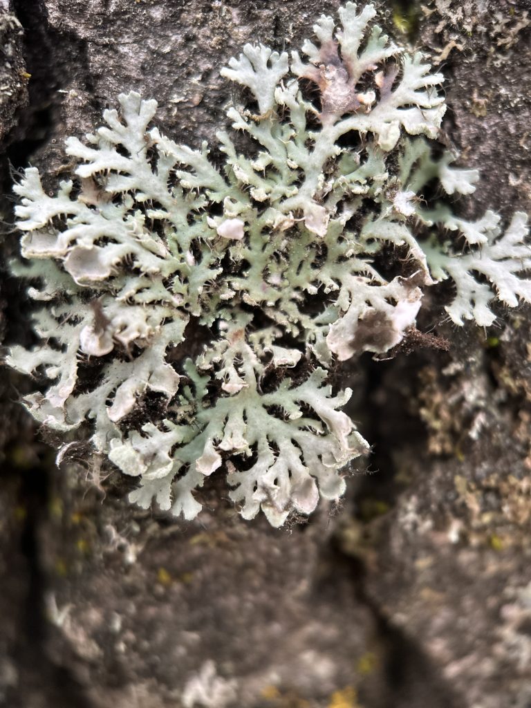 Heterodermia galactophylla