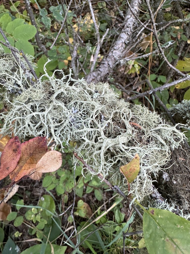 Evernia mesomorpha