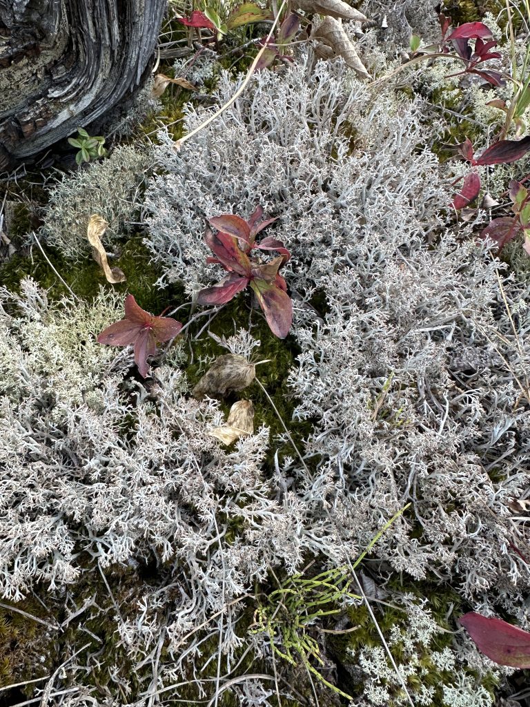 Cladonia stygia