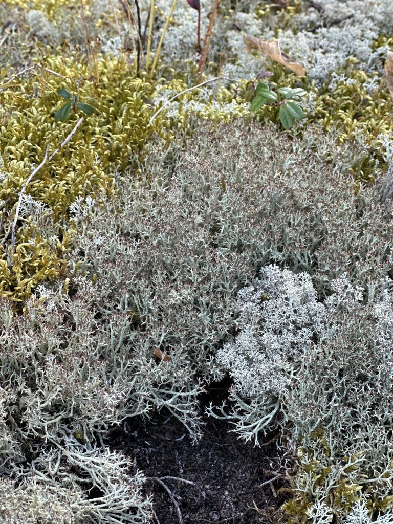 Cladonia stygia