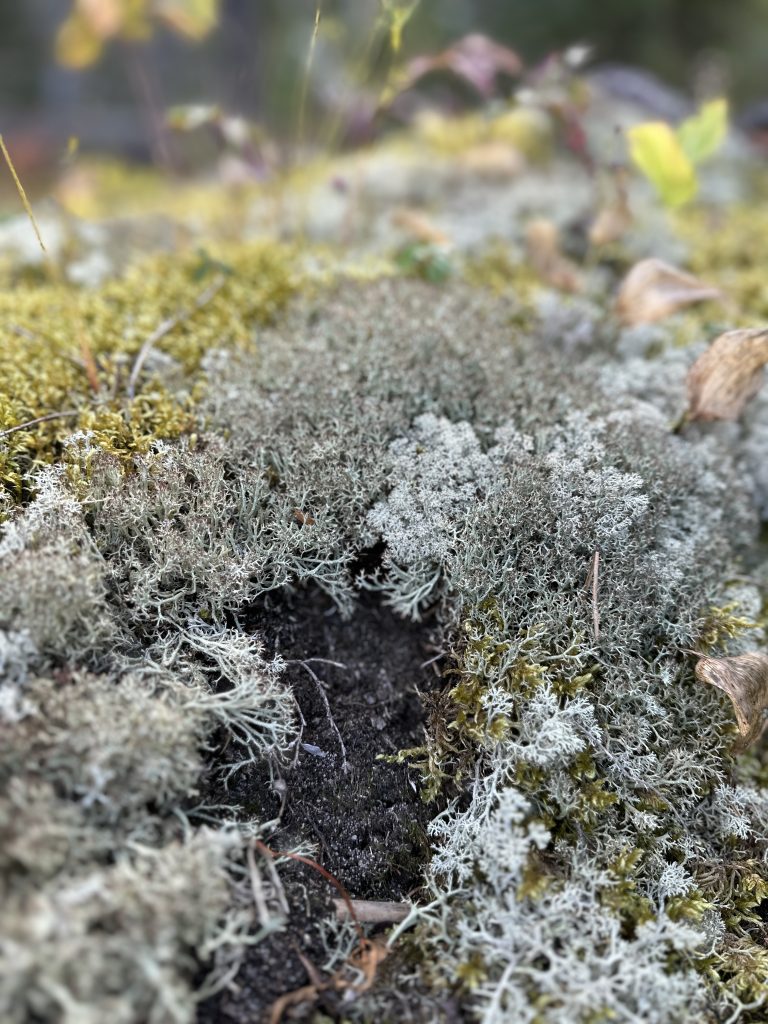 Cladonia stygia
