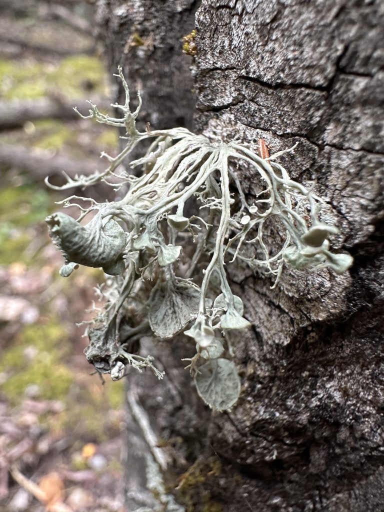 Ramalina sinensis