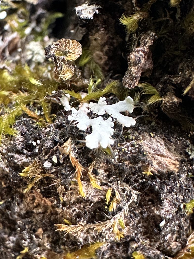 Heterodermia galactophylla