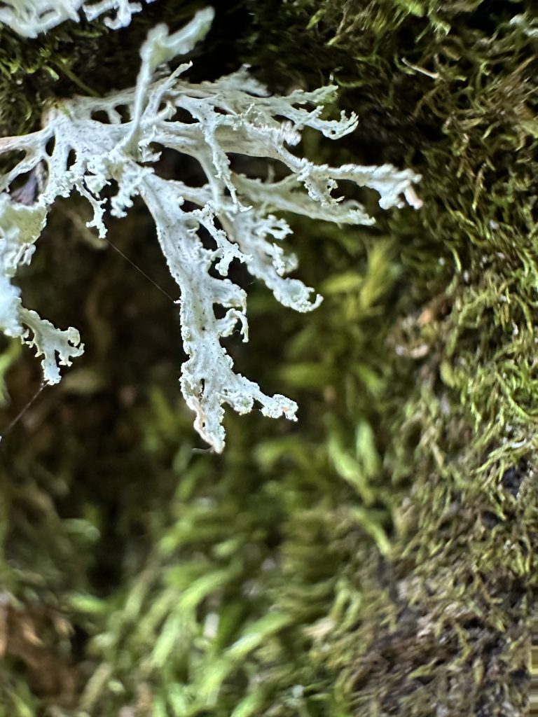 Ramalina pollinaria
