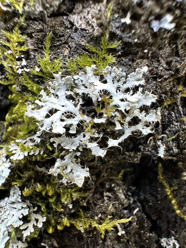 Heterodermia galactophylla