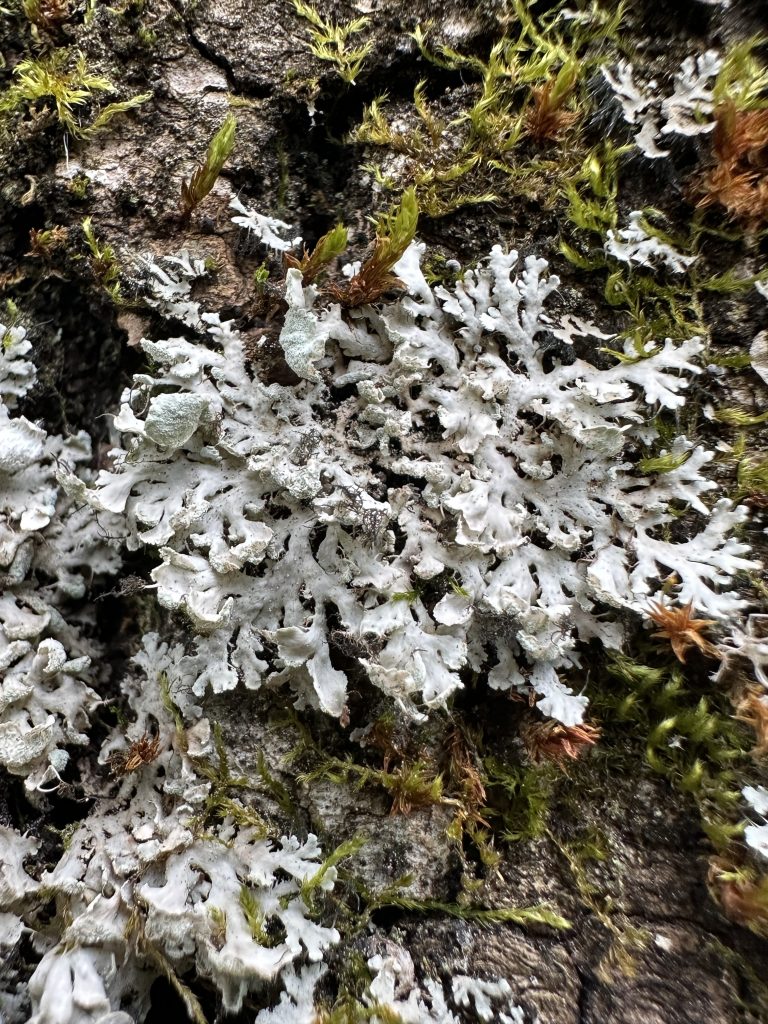 Heterodermia galactophylla