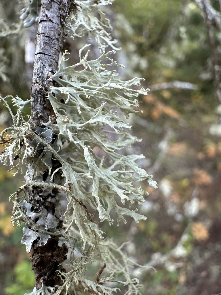 Ramalina pollinaria