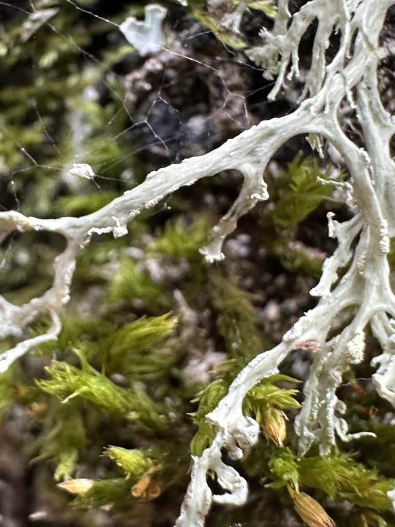 Ramalina pollinaria