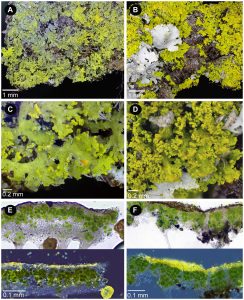 Candelaria concolor (left) and C. pacifica (right)