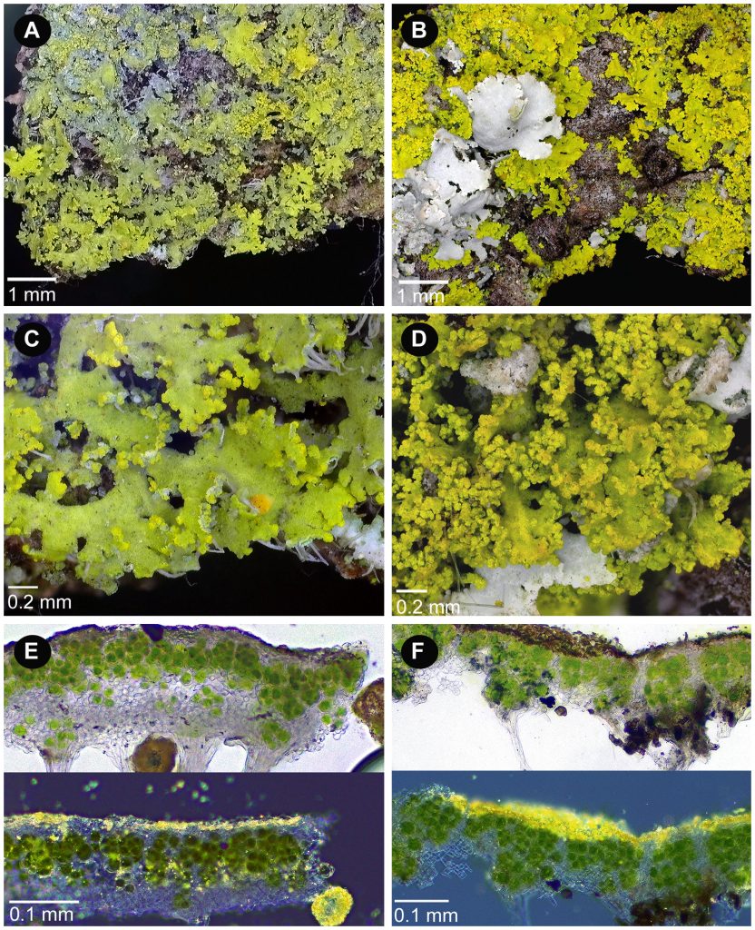 Candelaria concolor (left) and C. pacifica (right)