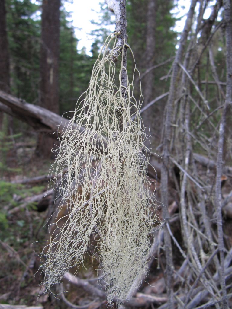 Alectoria sarmentosa