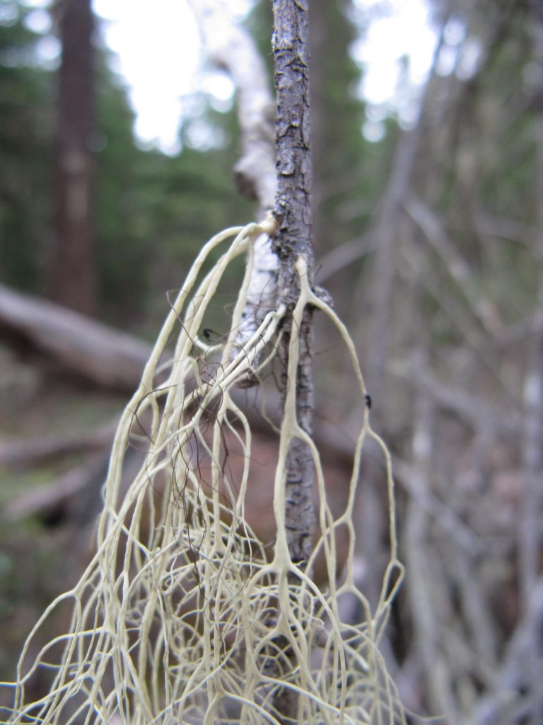 Alectoria sarmentosa