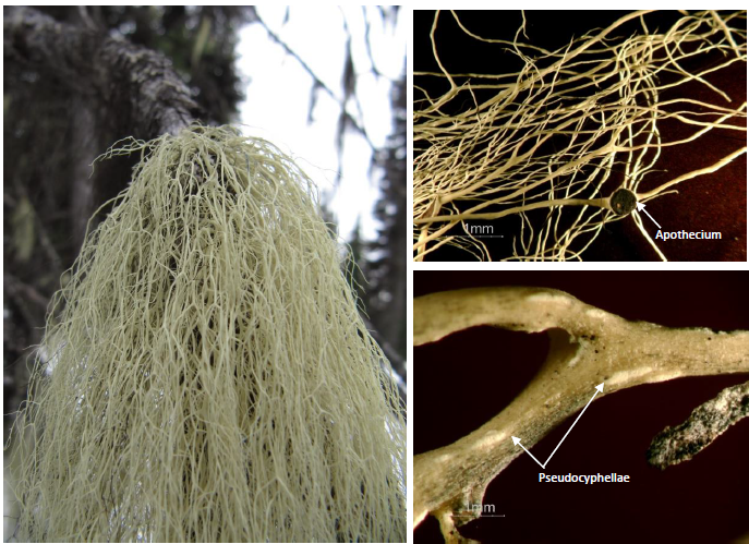 Alectoria sarmentosa