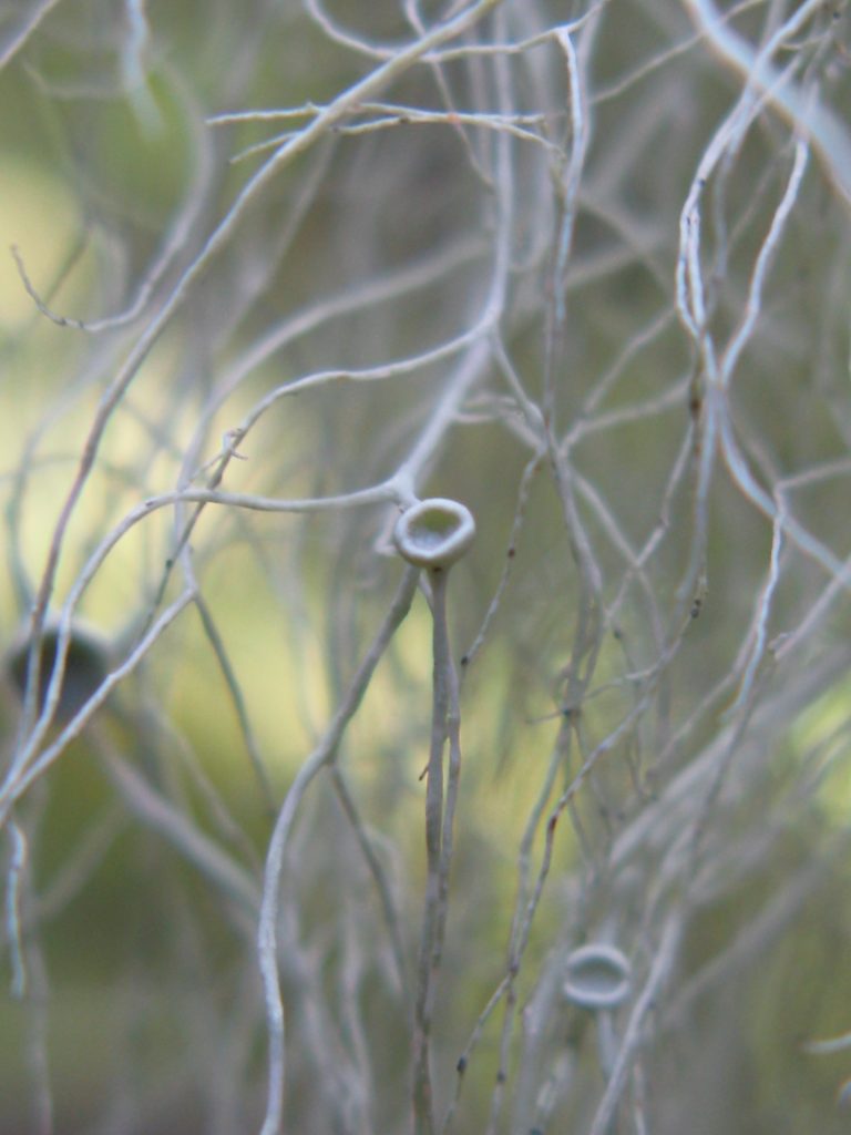 Alectoria sarmentosa