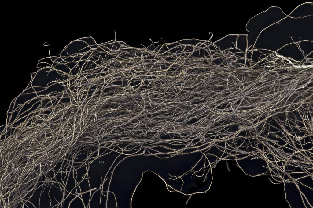 Bryoria pseudofuscescens