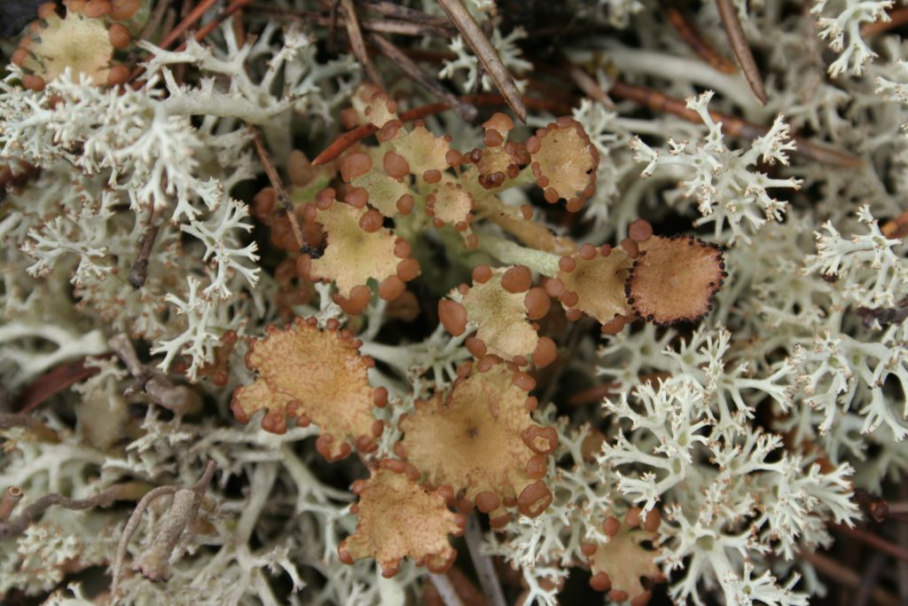 Cladonia gracilis subsp. turbinata