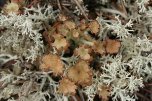 Cladonia gracilis subsp. turbinata