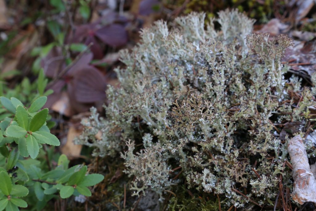 Cladonia multiformis