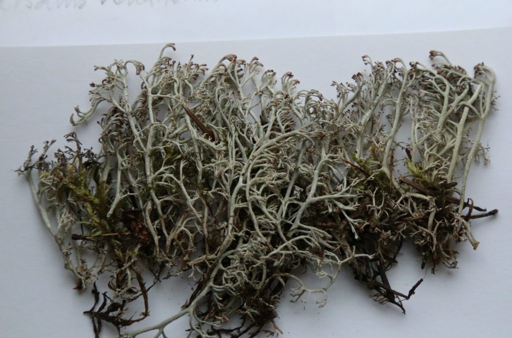 Cladonia rangiferina