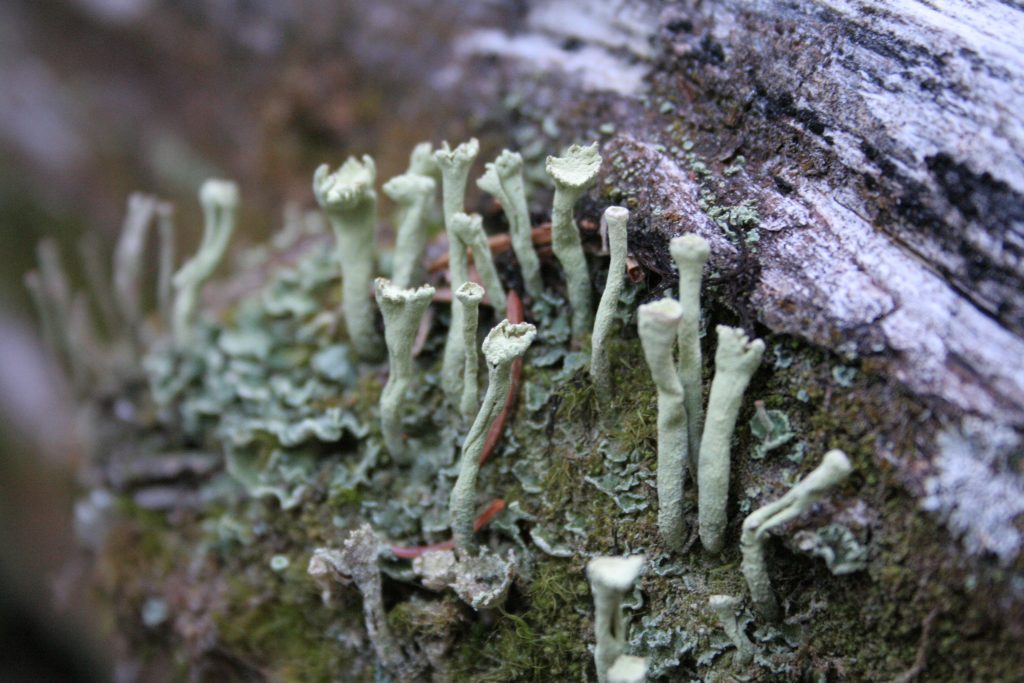 Cladonia sulphurina