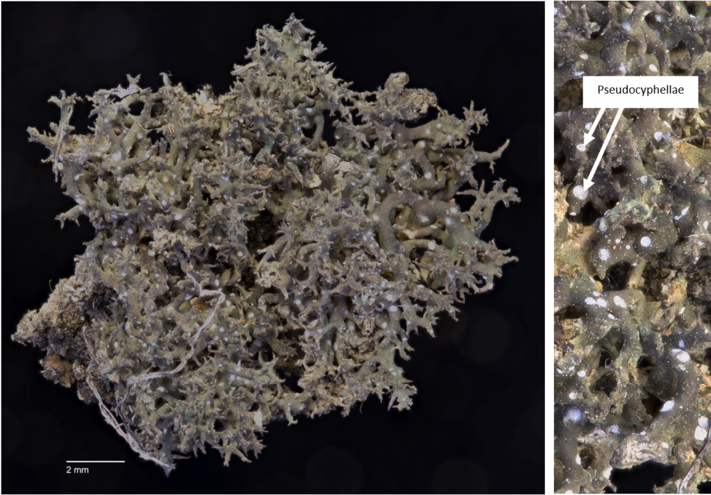 Circinaria hispida key traits