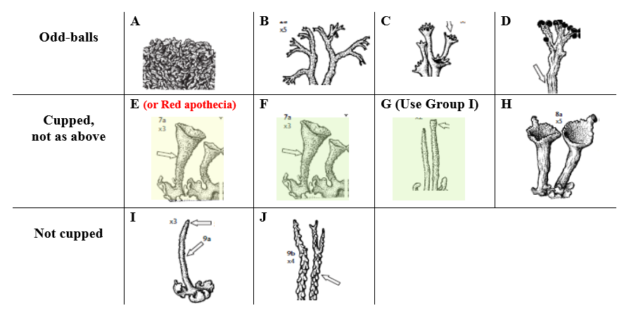 Cladonia Groups - Pictoral Summary