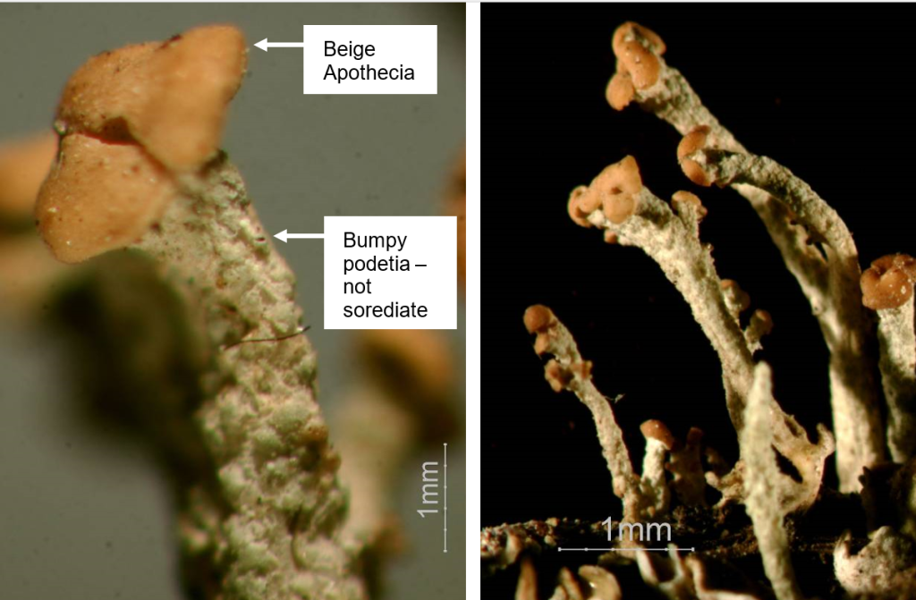 Cladonia botrytes key traits