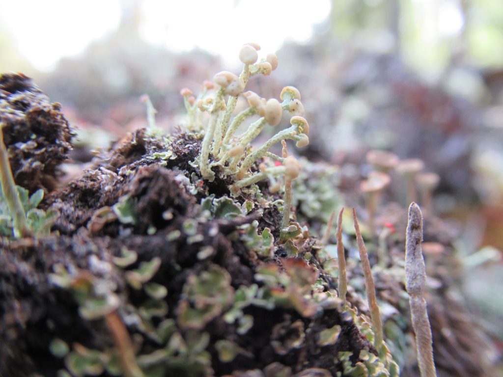 Cladonia botrytes